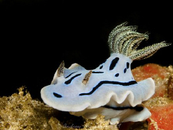 A Nudi of Anilao. Canon G 10 by Andrew Macleod 